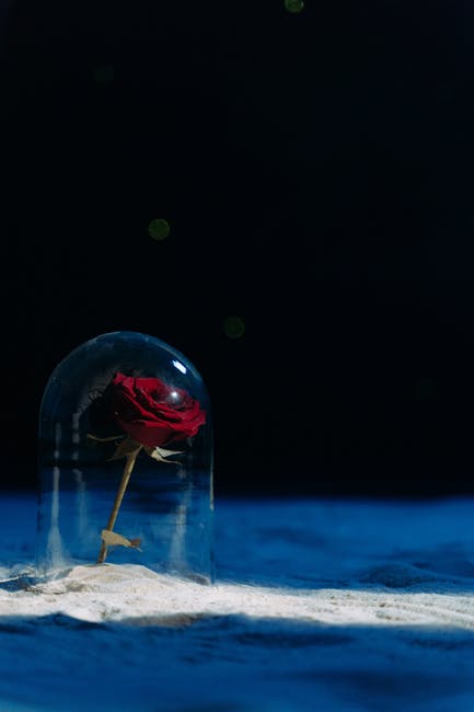 Rosa debajo de una cubierta de vidrio