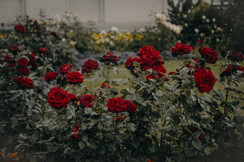 Jardín lleno de rosas rojas